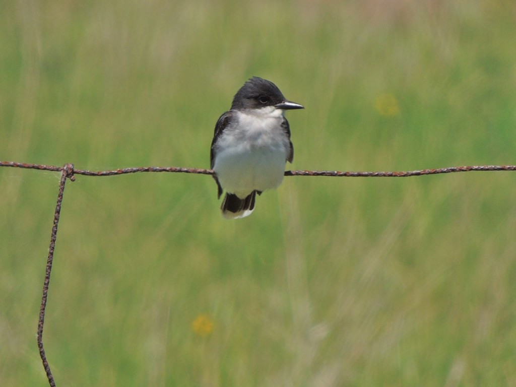 Eastern Kingbird