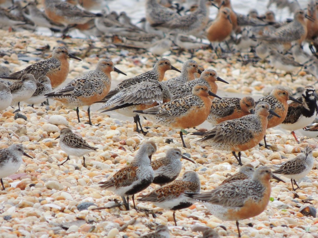 Red Knots & Dunlin. REKN Flagged centre