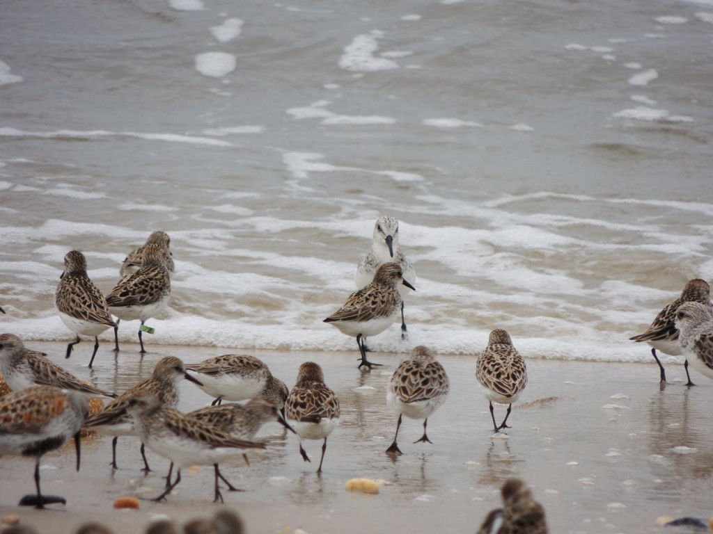 Sanderling and SEPA flagged left