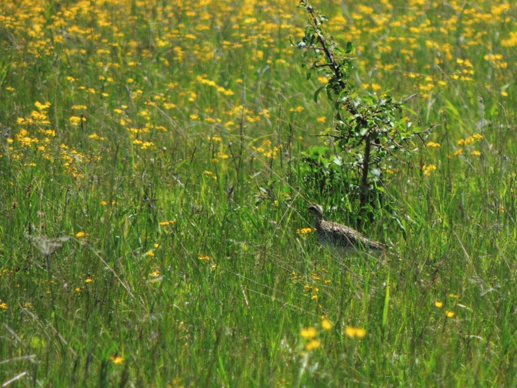 Upland Sandpiper