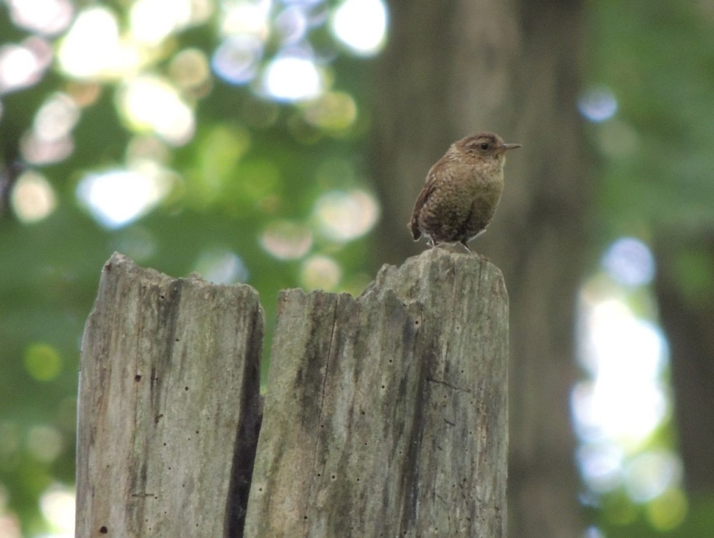 Winter Wren