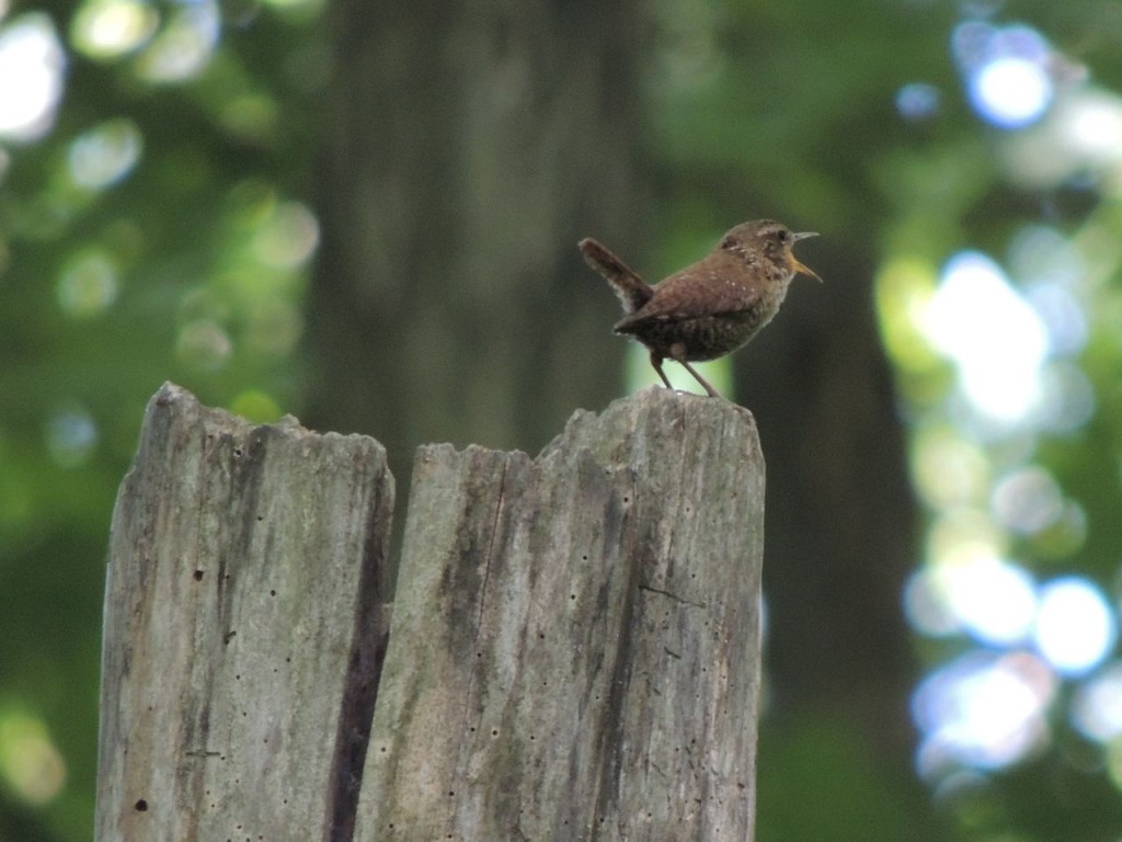 Winter Wren Colling area.