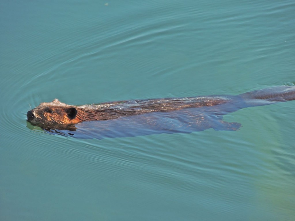 Beaver At Wingfield Basin. July 2013