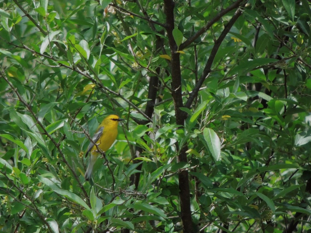 Blue-winged Warbler