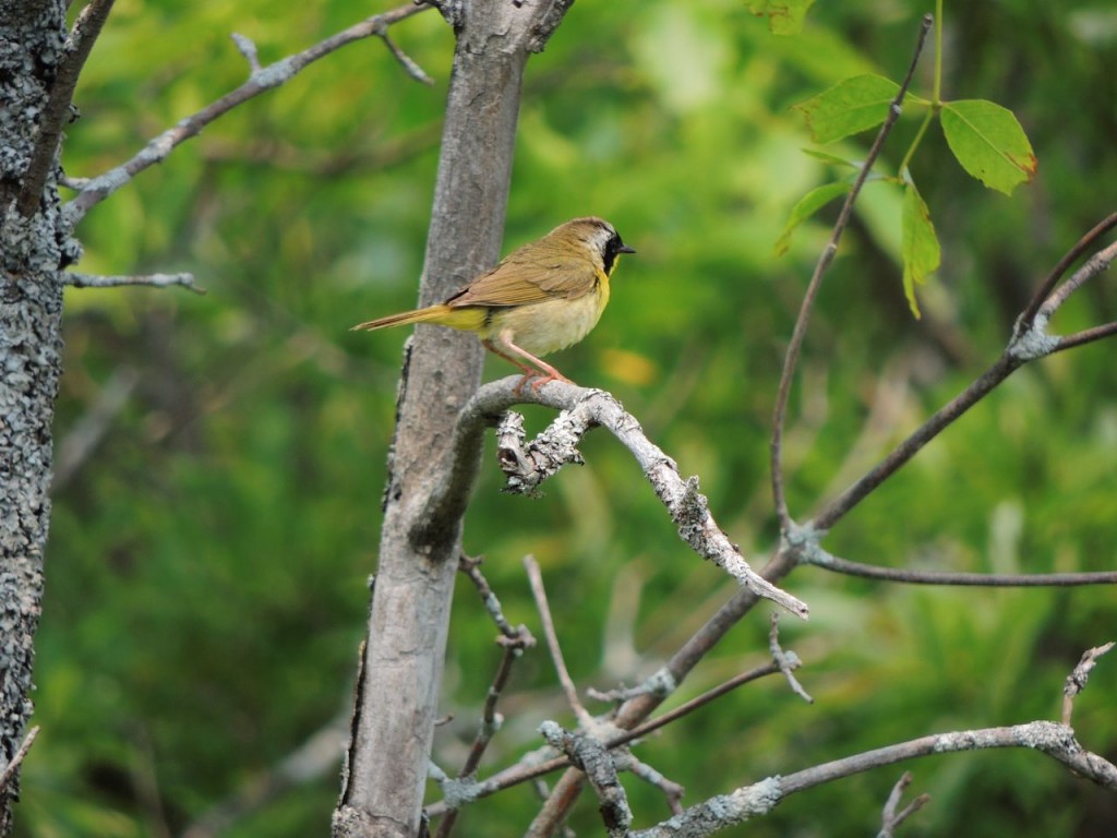 Common Yellowthroat Crane R.