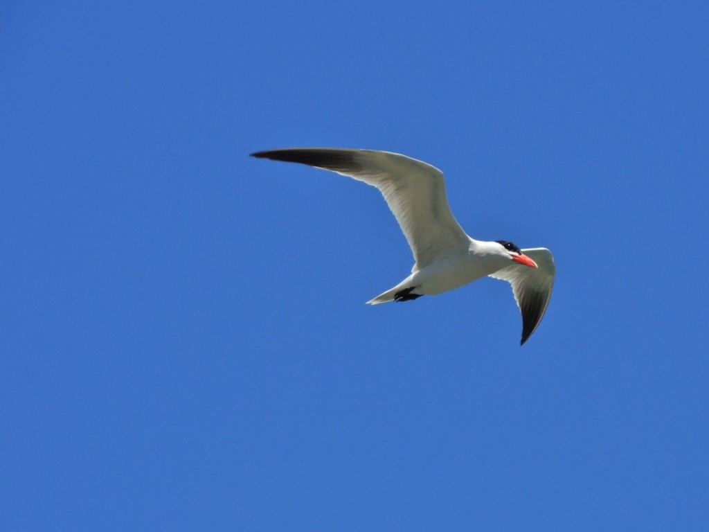 Caspian Tern