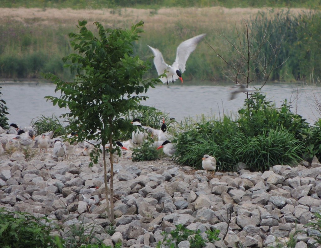  Young Caspian Tern and food arriving