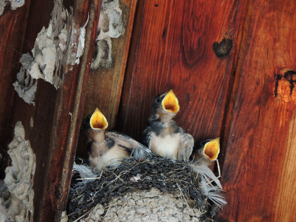 Three  hungry mouths