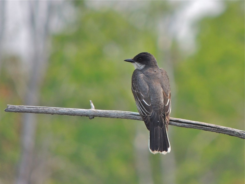 Eastern Kingbird - Crane River