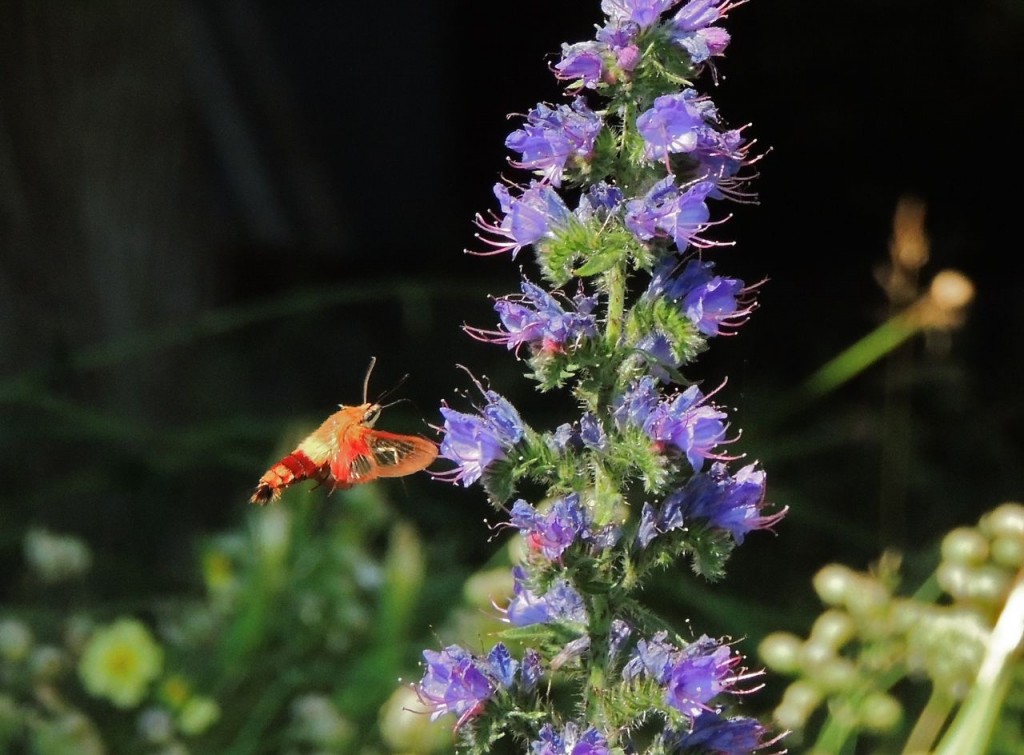 Hummingbird Clearwing