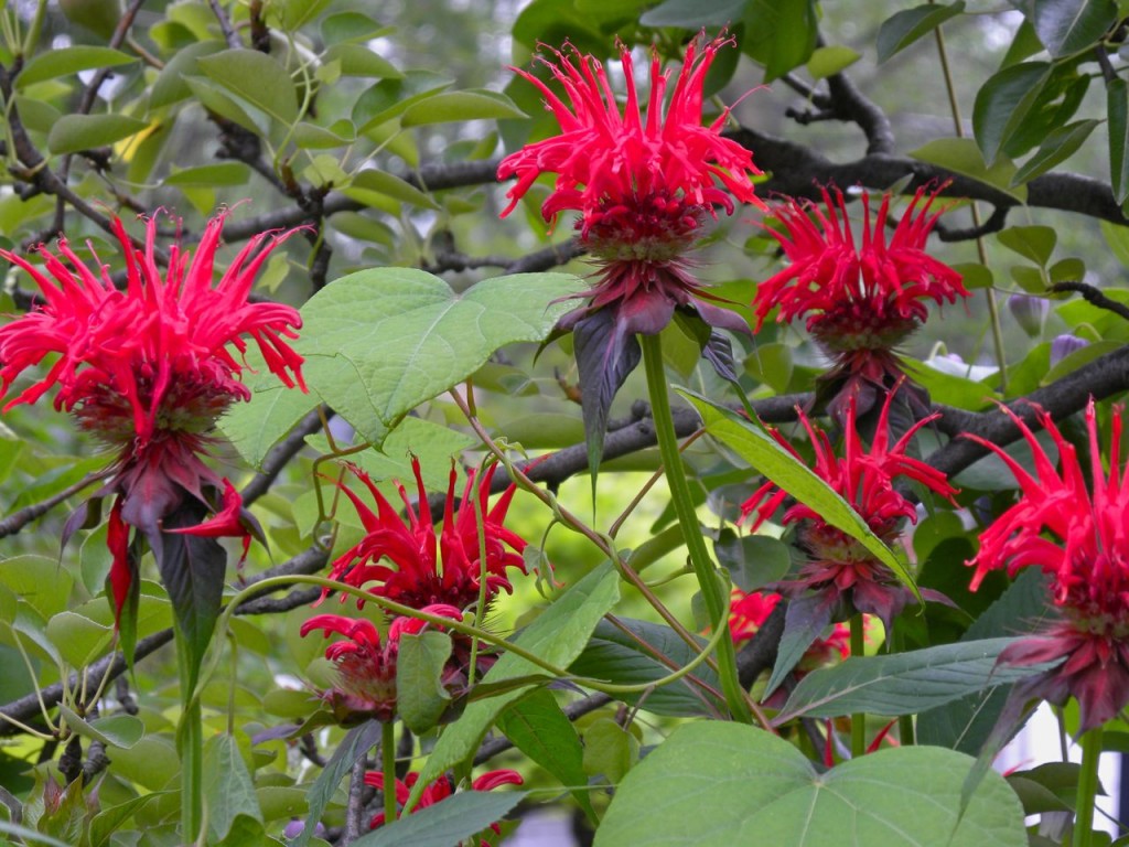 Scarlet Bee-balm