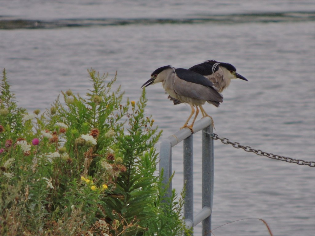 Black-crowned Night Herons. Windemere