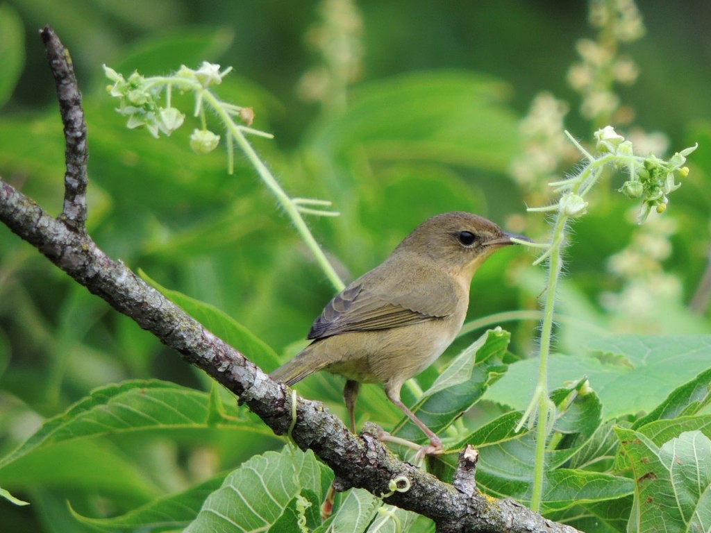 Common Yellowthroat. Creeksode Trail RBG. 30 Aug 2015