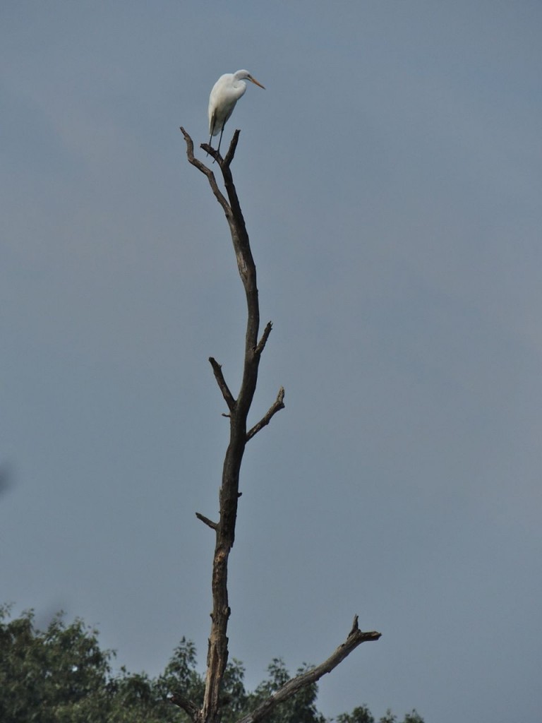 Great Egret. Hendrie valley