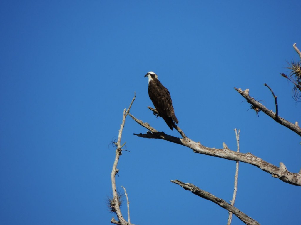 Osprey, Turner River Florida