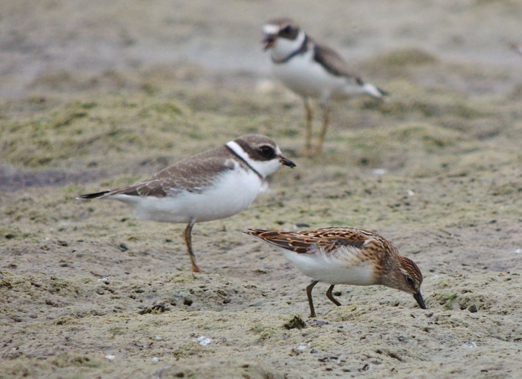 Semipalmated Plovers and Least Sandpiper