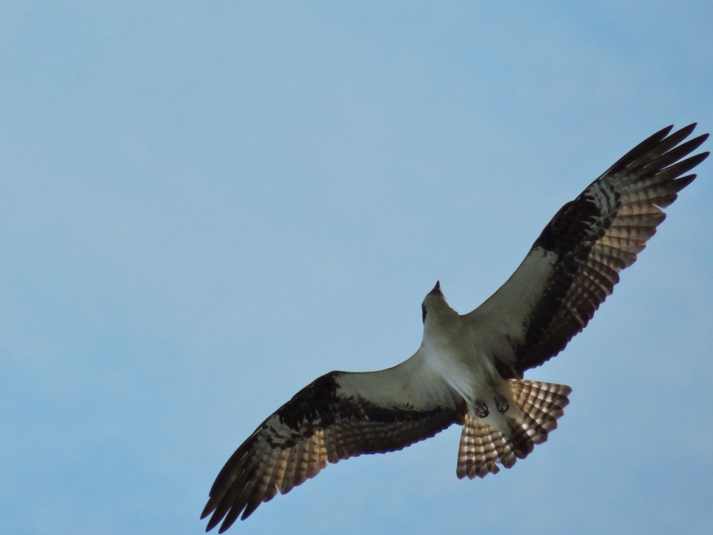 osprey