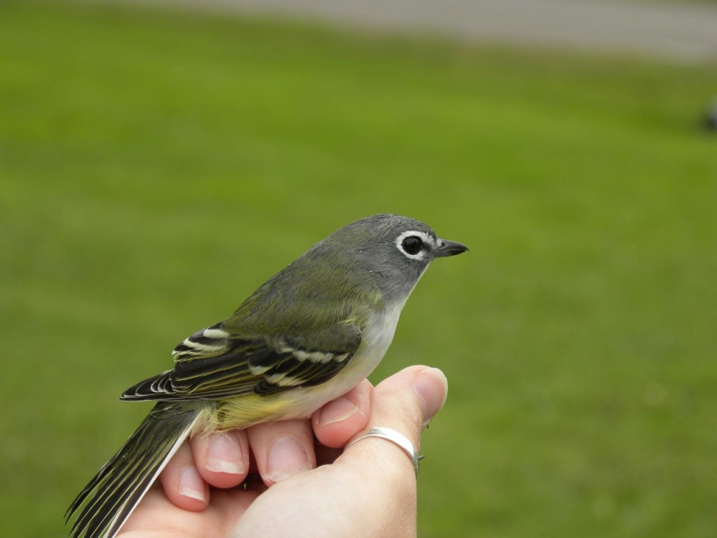 Blue-headed vireo