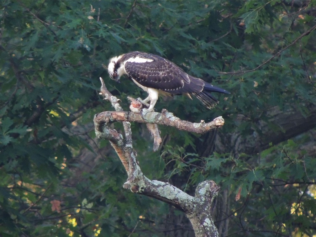 Osprey at breakfast