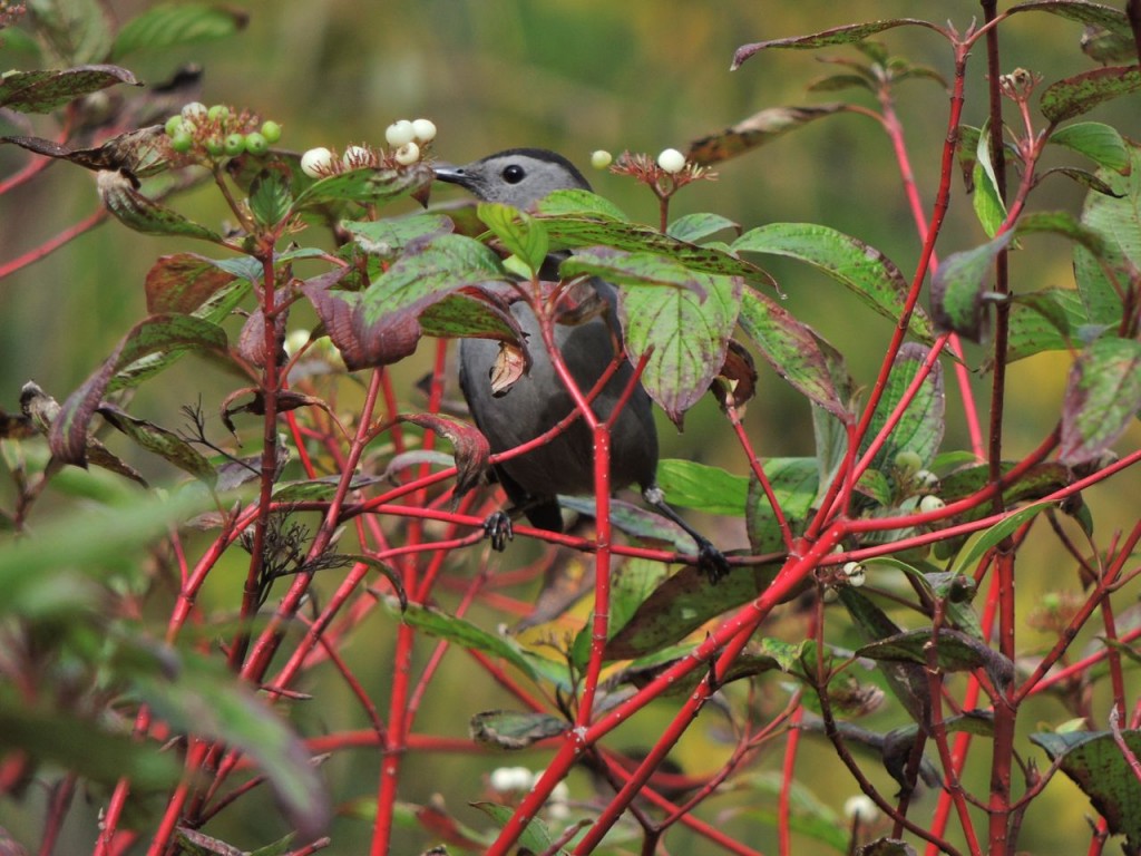 Gray Catbird. Hendrie V. Sept 30 2015