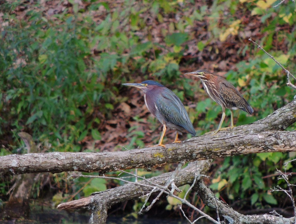 Green Herons. Adult with juvenile behind.