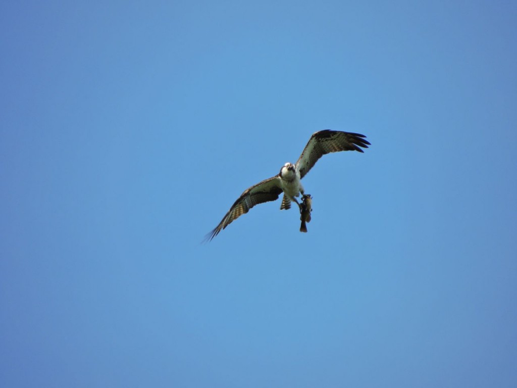 Osprey over Hendrie Valley. Sept 20 2015