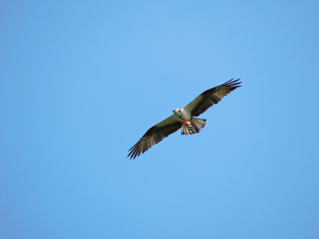 Osprey over Hendrie Valley. Sept 20 2015-2