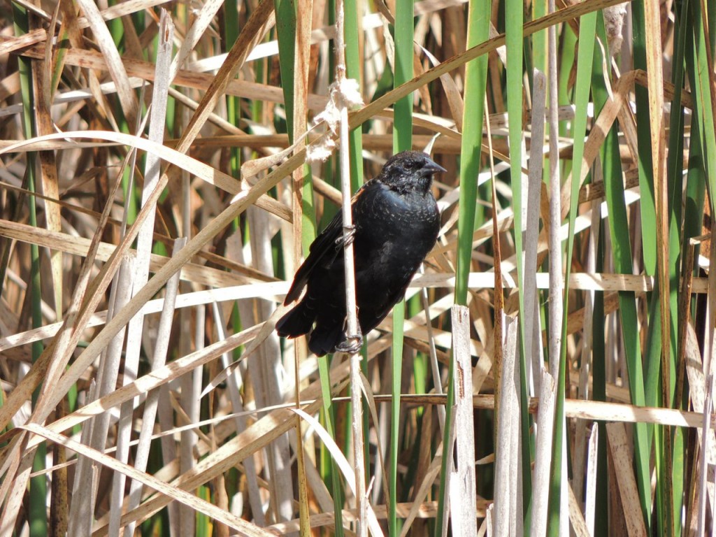 Red-winged Blackbird in fall plumage