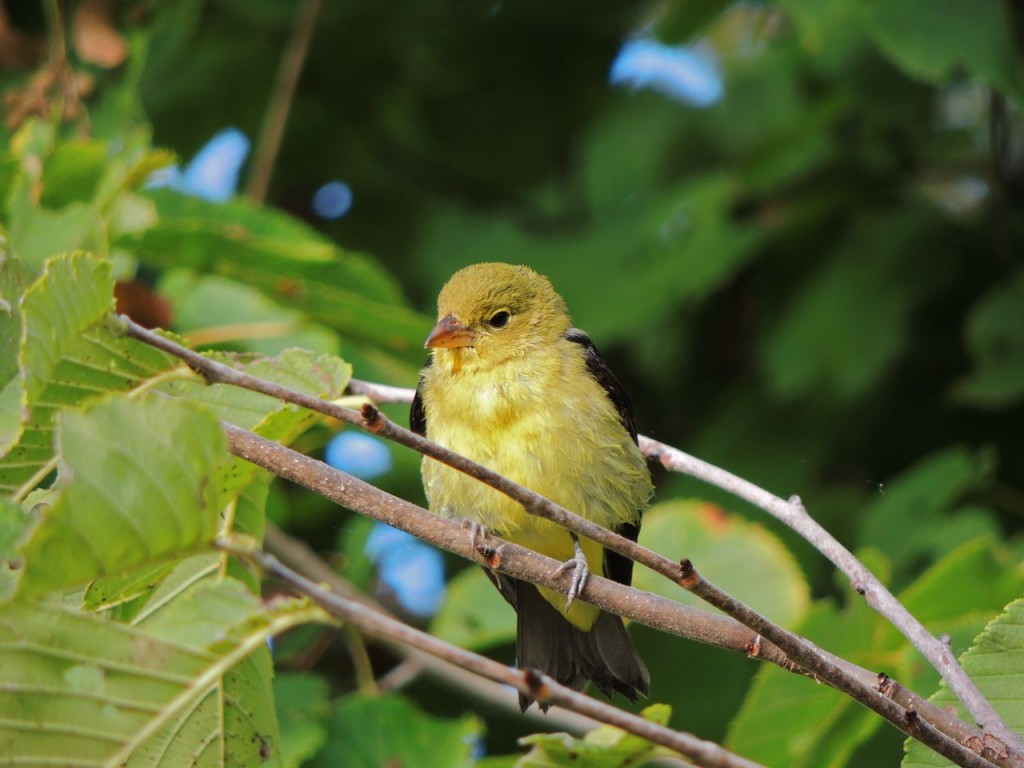 Young male Scarlet Tanager