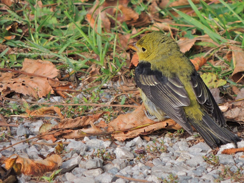 Scarlet Tanager. RP Sept 22 2015-2