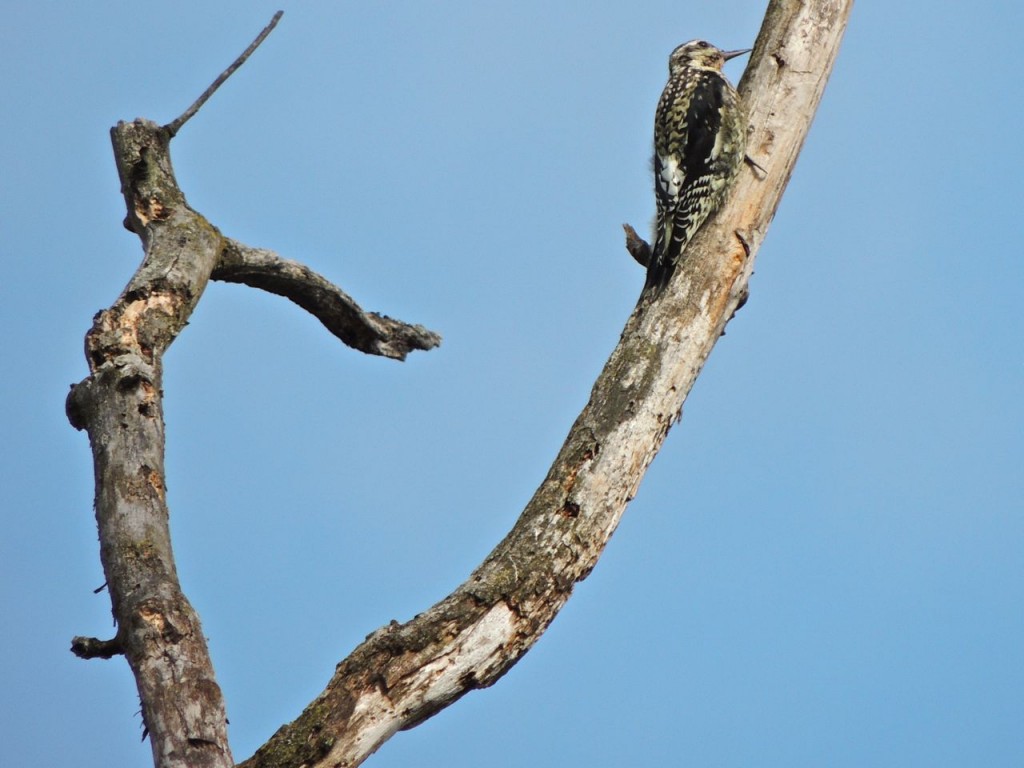 Yellow-bellied Sapsucker