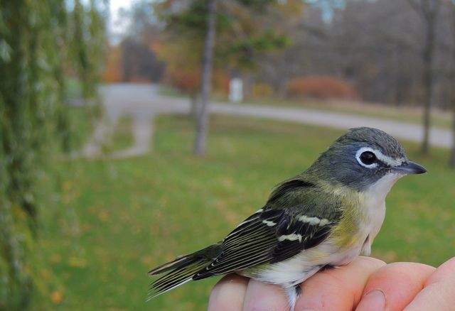 Blue-headed Vireo,. RP 16 Oct 2015