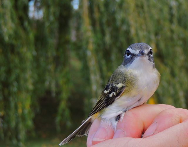 Blue-headed Vireo. Showing more typical yellow flanks and white belly