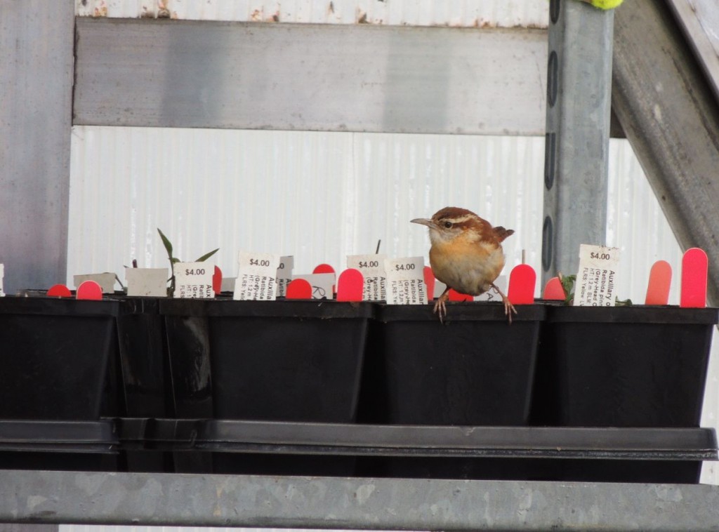 Carolina Wren in greenhouse