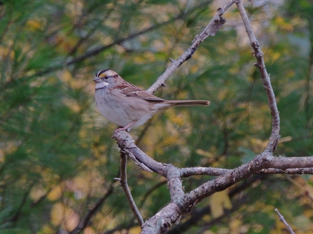 White-throated Sparrow