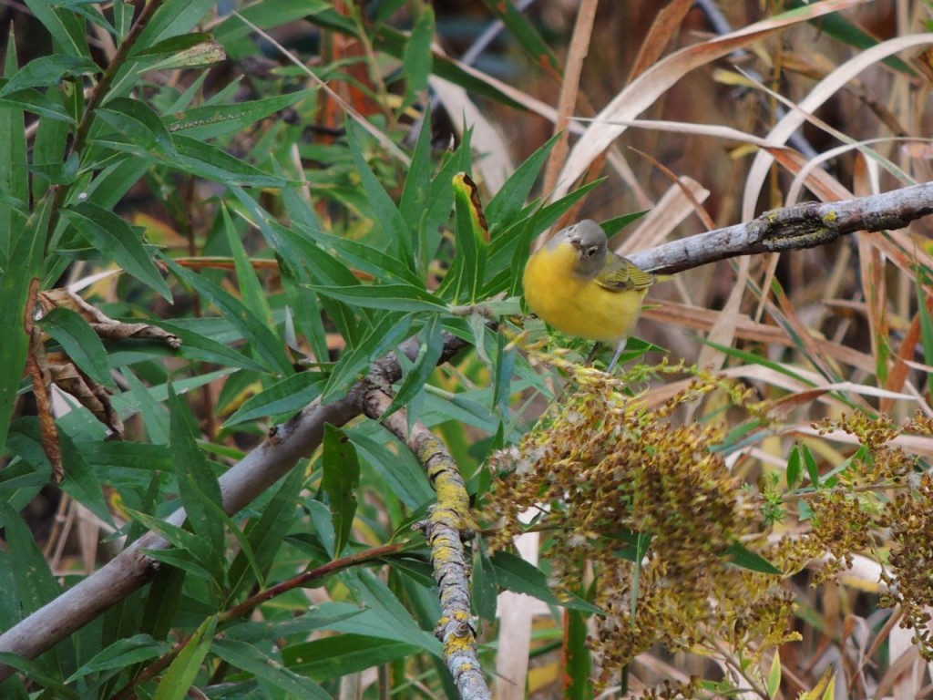 Nashville Warbler