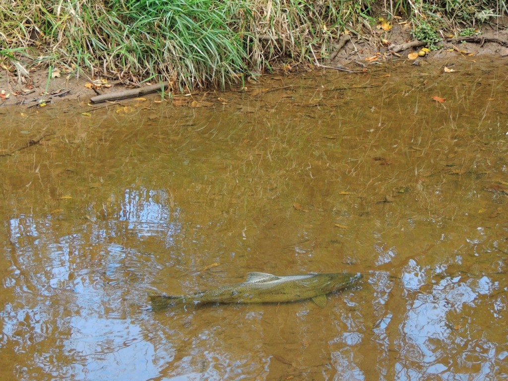 Rainbow Trout