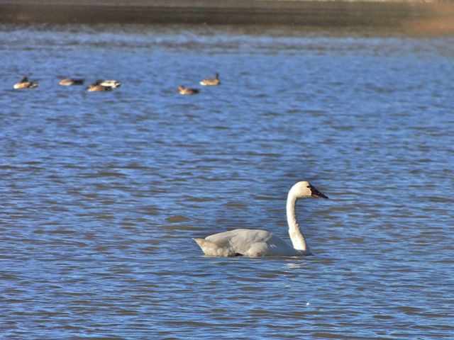 Early return Tundra Swan