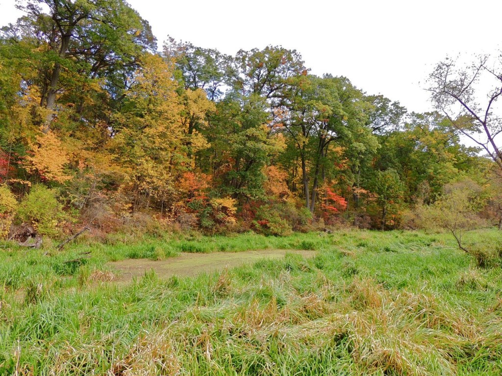 Hendrie Valley in fall colour