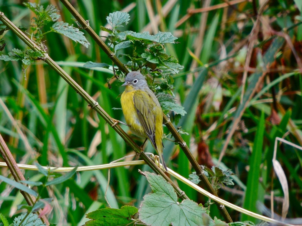 Nashville Warbler