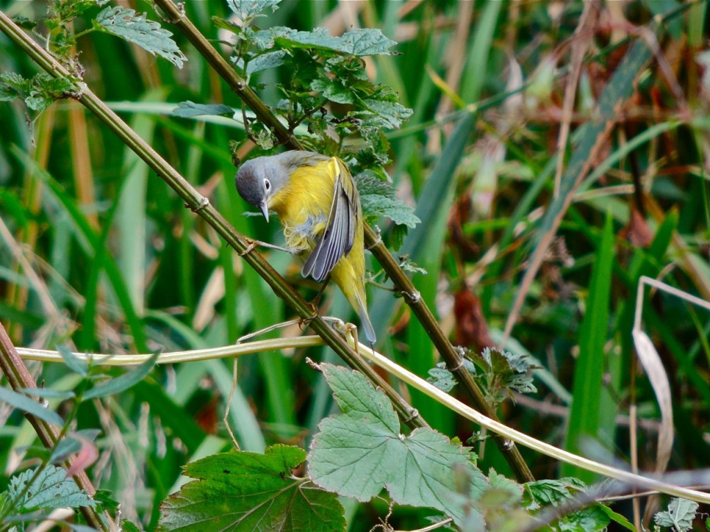 Nashville Warbler