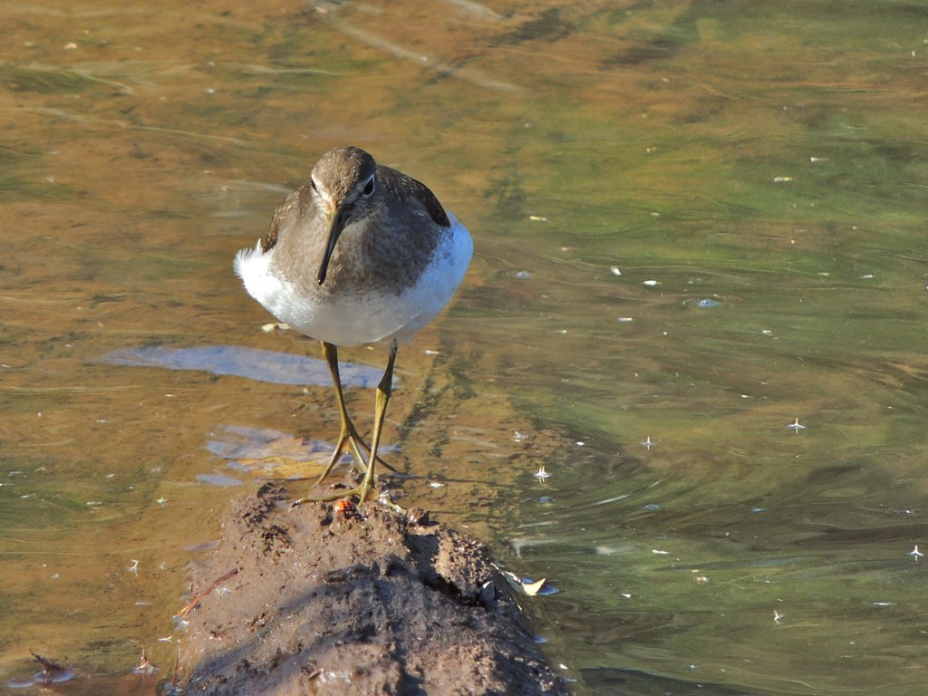 Solitary Sandpiper,