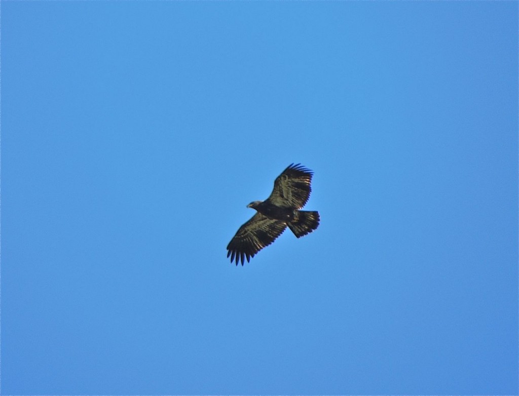 Young Bald Eagle