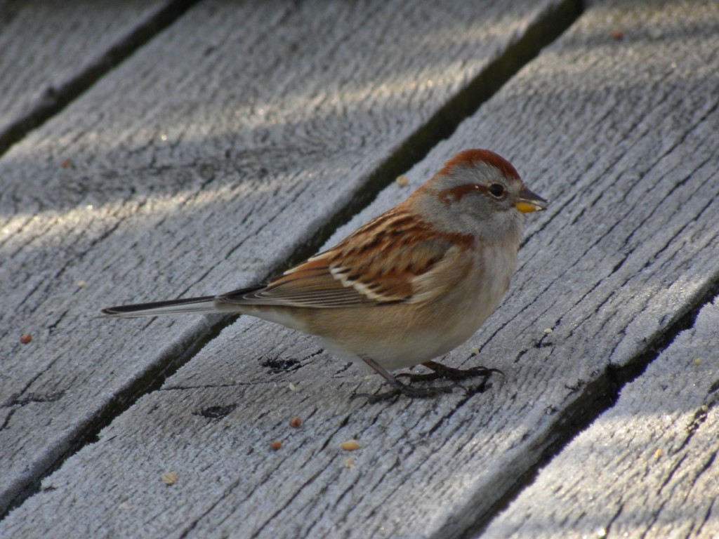 American Tree Sparrow