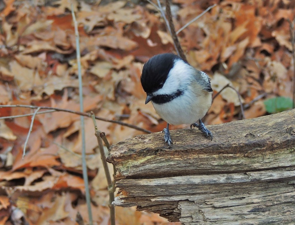 Black-capped Chickadee