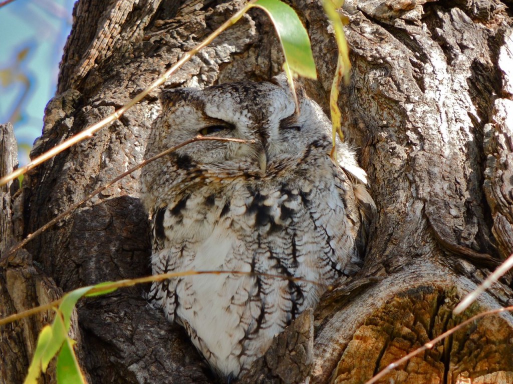 Eastern Screech owl