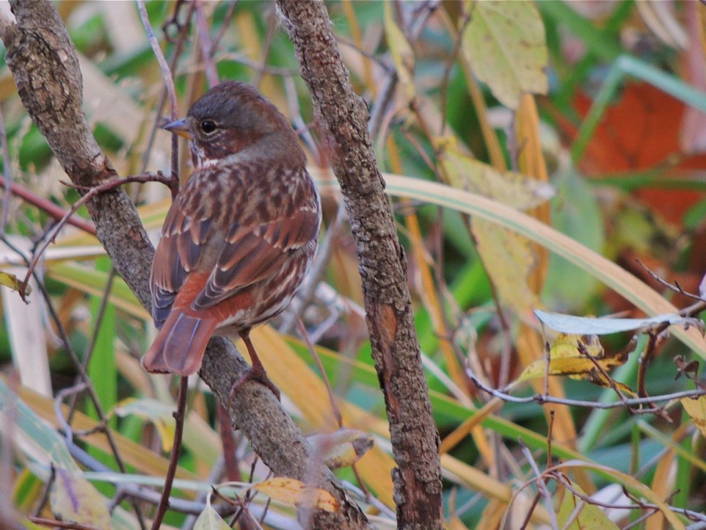 Fox Sparrow. Hendrie Valley Nov 7 2015.-2