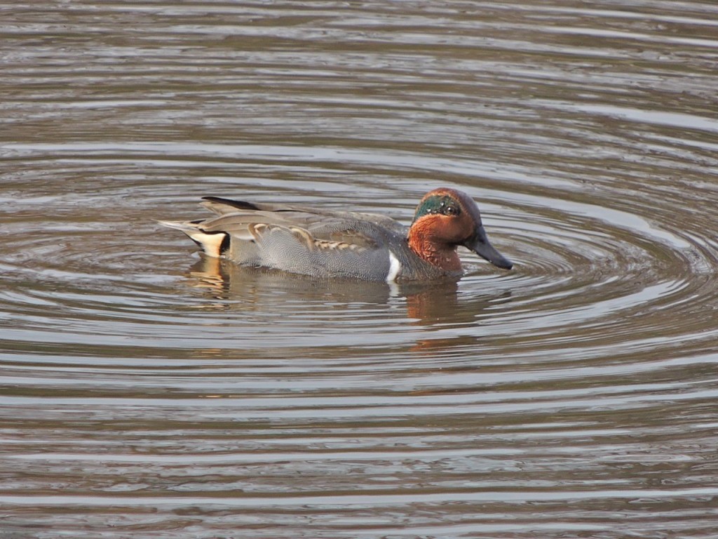 Green-winged Teal. Valley Inn