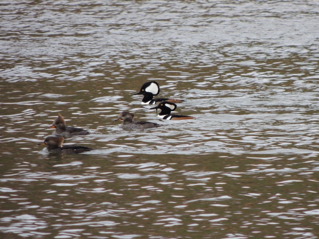 Hooded Mergansers