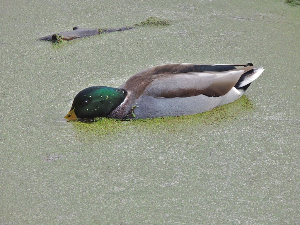 Male Mallard